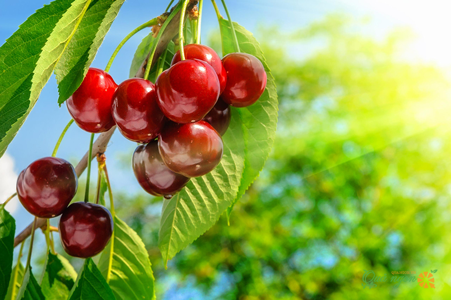 Cherry Úc nhập khẩu được trồng rộng rãi ở 6 tiểu bang của Australia