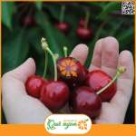 Cherry Úc đỏ mọng nổi tiếng bởi kích thước to