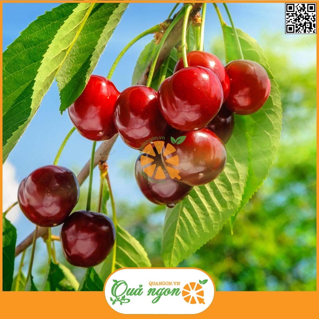 Trái cherry được trồng rộng rãi ở 6 tiểu bang của Australia