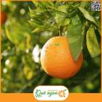 cam Cara được trồng rộng rãi ở Mỹ, Úc, Brasil, Bắc Phi và vùng Địa Trung Hải