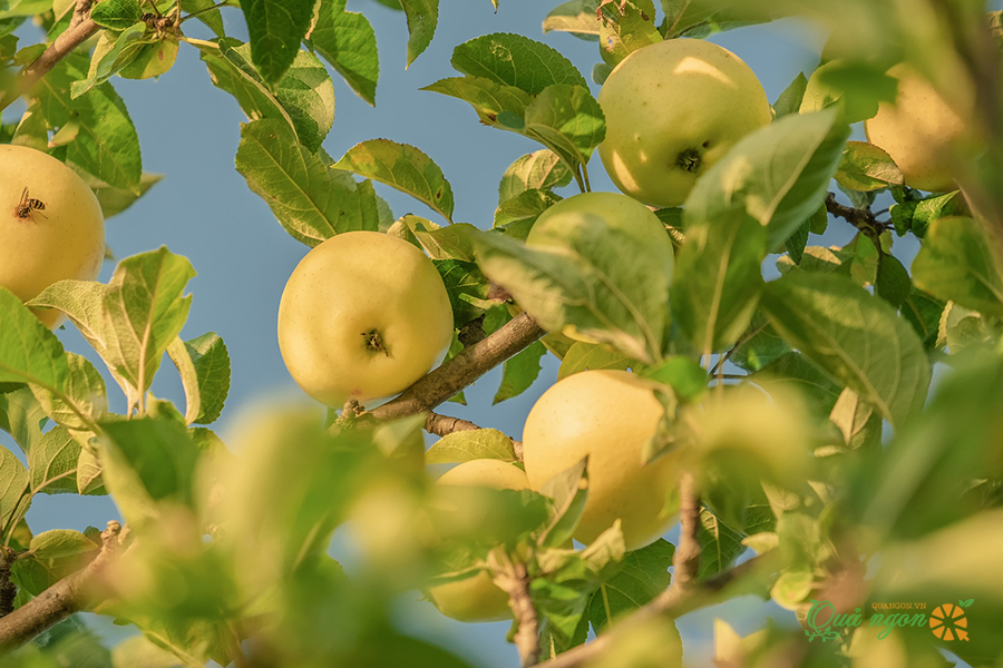 Táo Vàng Kinsei là loại táo đặc trưng của vùng Aomori Nhật Bản