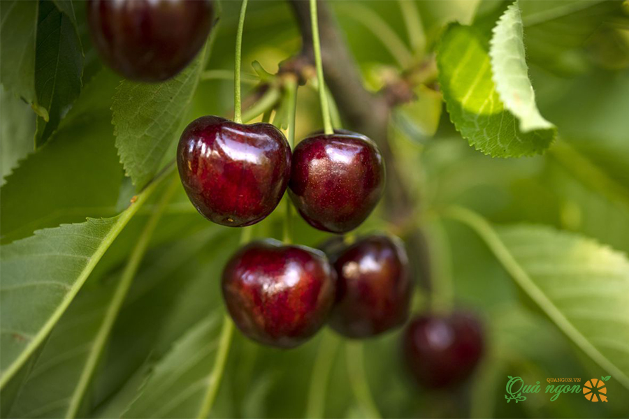 Cherry chứa nhiều khoáng chất lành mạnh; vitamin; enzym; axit folic