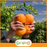 Những trái cam được trồng ở Tây Ban Nha thường chín muộn