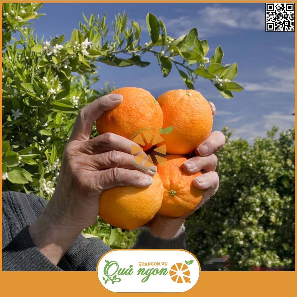 Những trái cam được trồng ở Tây Ban Nha thường chín muộn