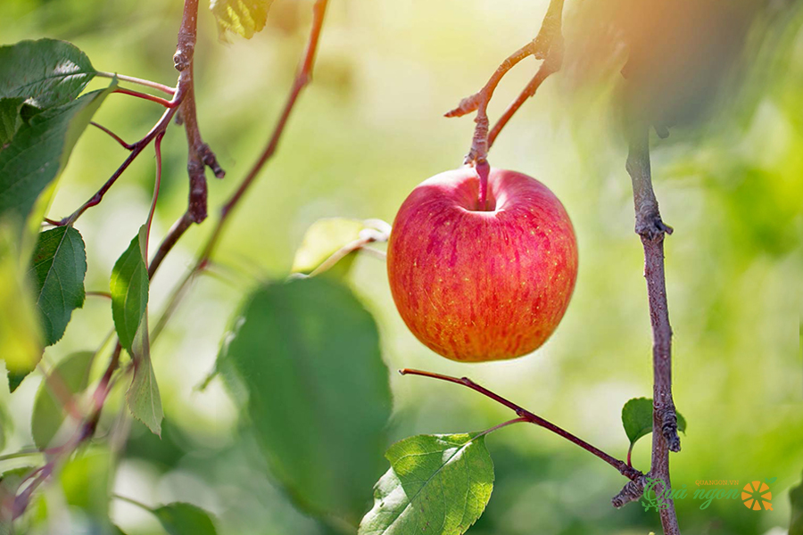 Táo Diva là giống táo được trồng duy nhất tại New Zealand