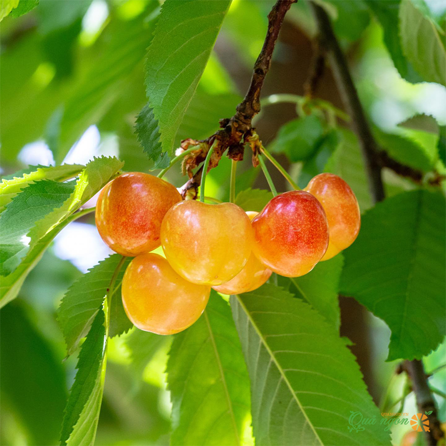 Cherry vàng Mỹ được lai tạo bởi 2 giống cherry Bing và Van