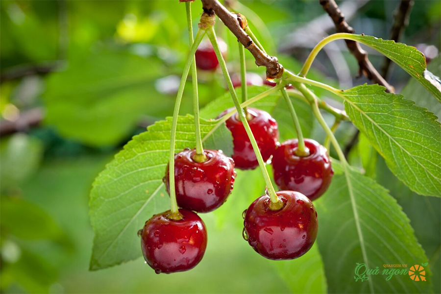 Cherry Mỹ được trồng chủ yếu tại các vùng Bakersfield, Stockton, Arvin, Lodi, và Linden