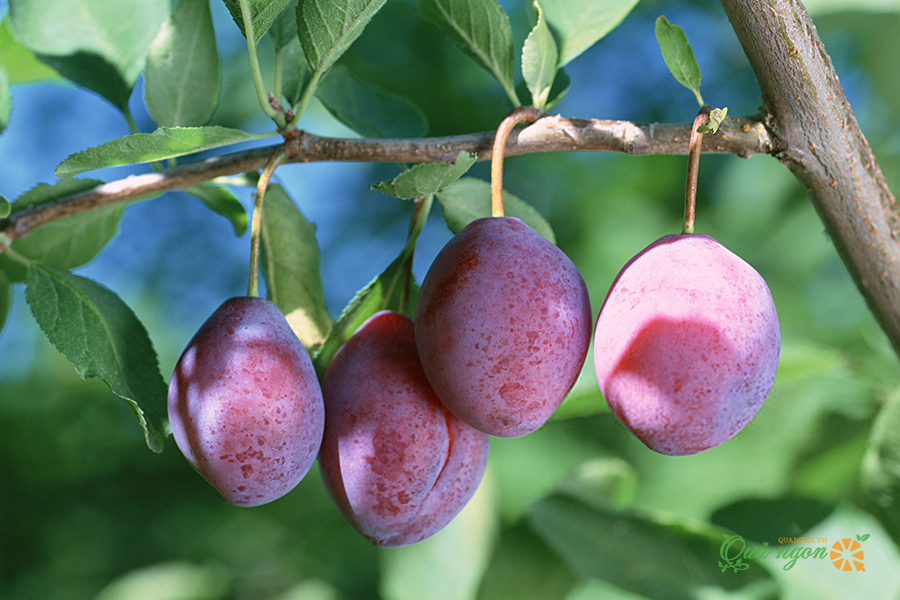 Mận đường Úc là một loại trái cây được tạo ra nhờ lai tạo giữa cherry và mận