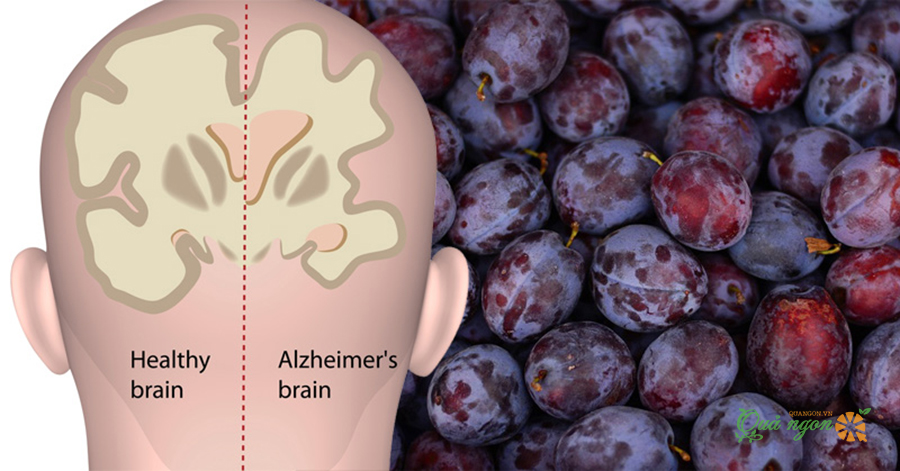 Ăn mận giúp cải thiện trí nhớ làm chậm sự phát triển của bệnh Alzheimer