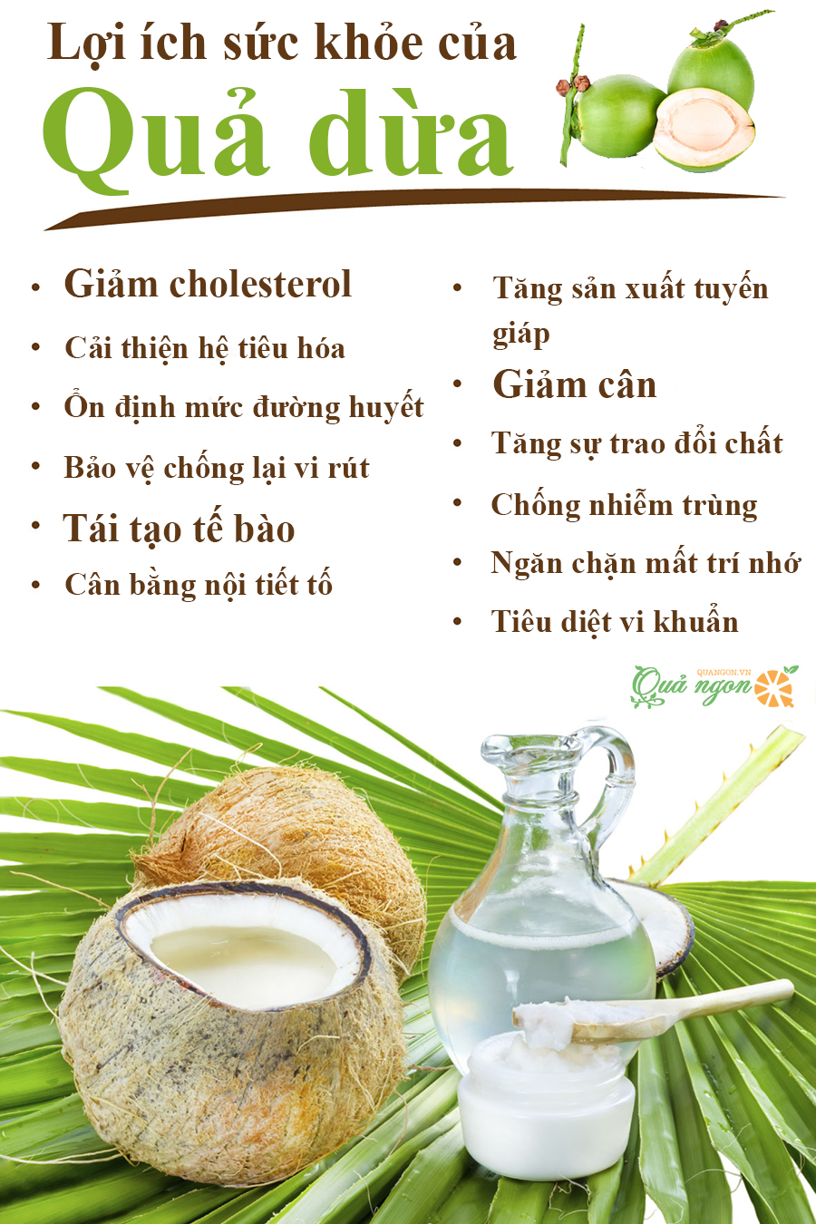 Lợi ích dinh dưỡng của quả dừa đối với sức khỏe