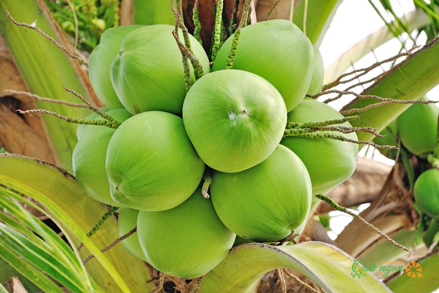 Hình ảnh quả Dừa Đẹp