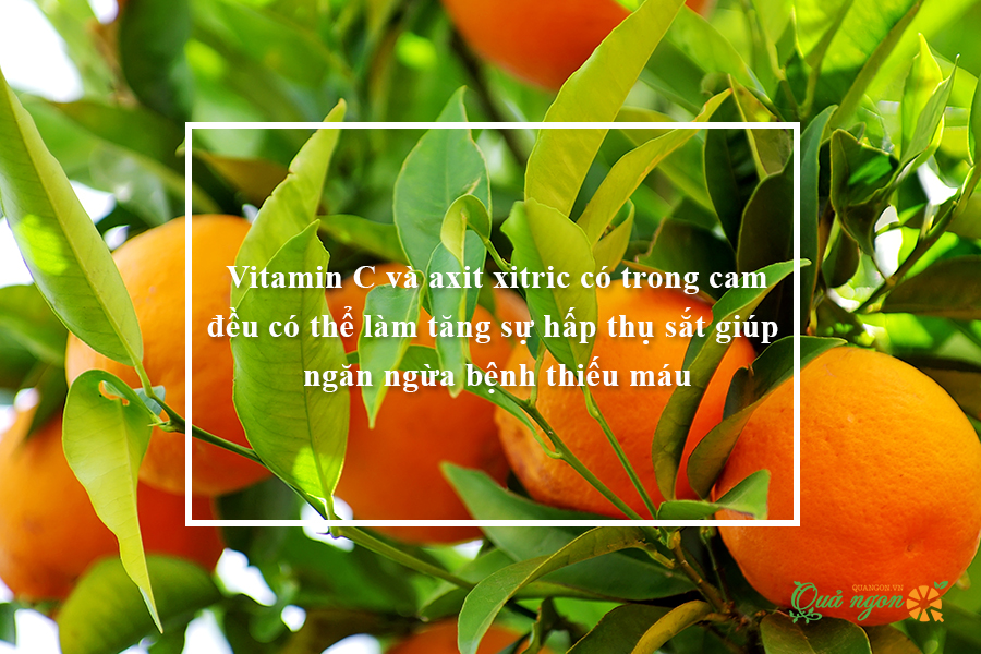 Giá trị dinh dưỡng và lợi ích sức khỏe của quả cam